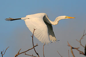 Great Egret (nonbreeding plumage)