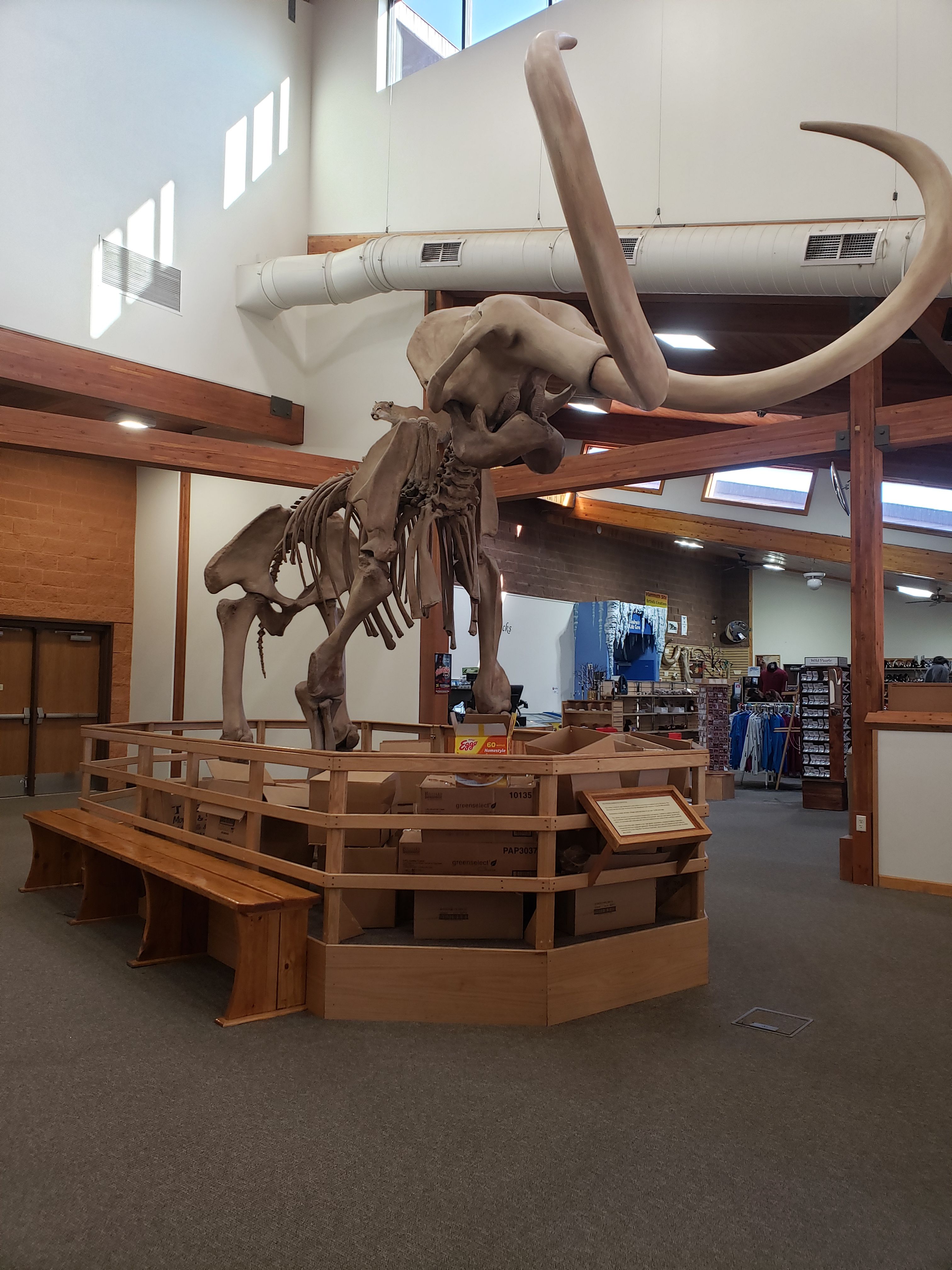 Fossil Fright Night at The Mammoth Site Recap