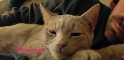 Rhubarb