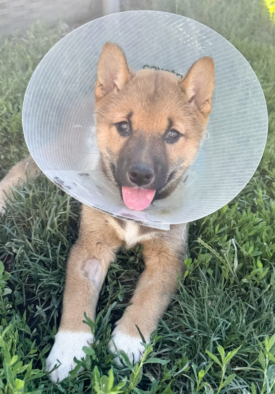 Taz