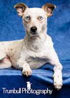 Jasmine - ADOPTED