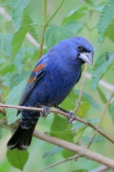 Blue Grosbeak