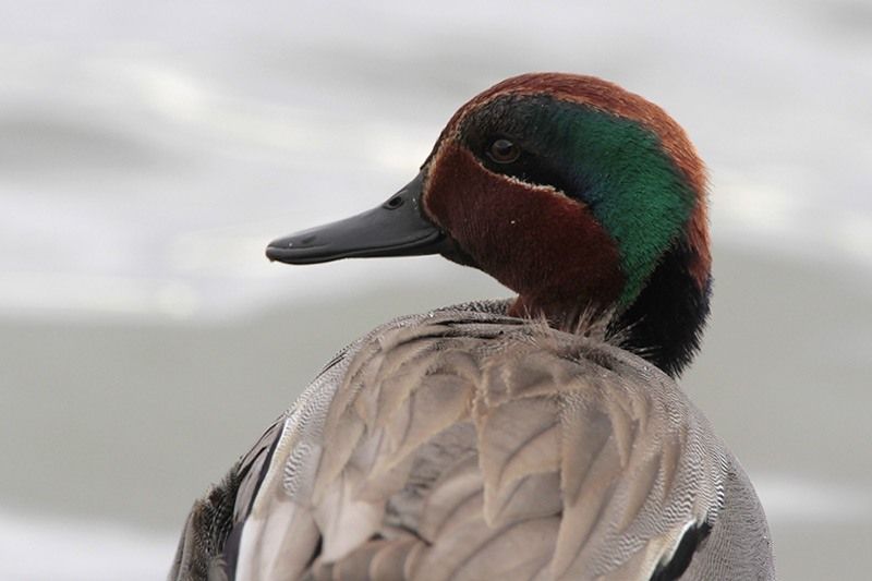 Green-winged Teal