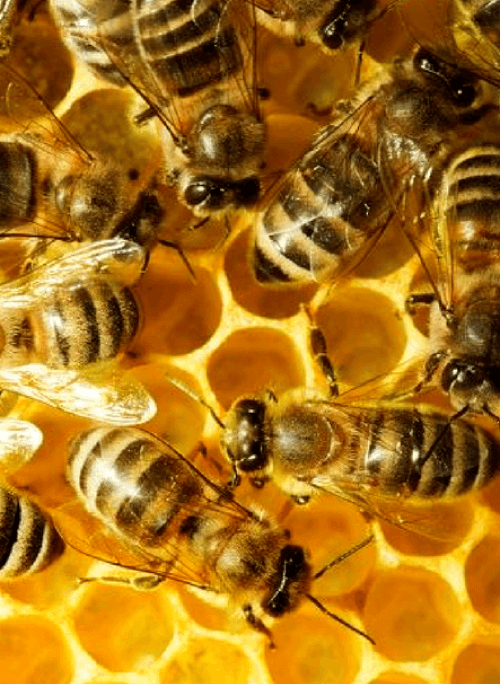 Beekeeping for Bee.ginners 
