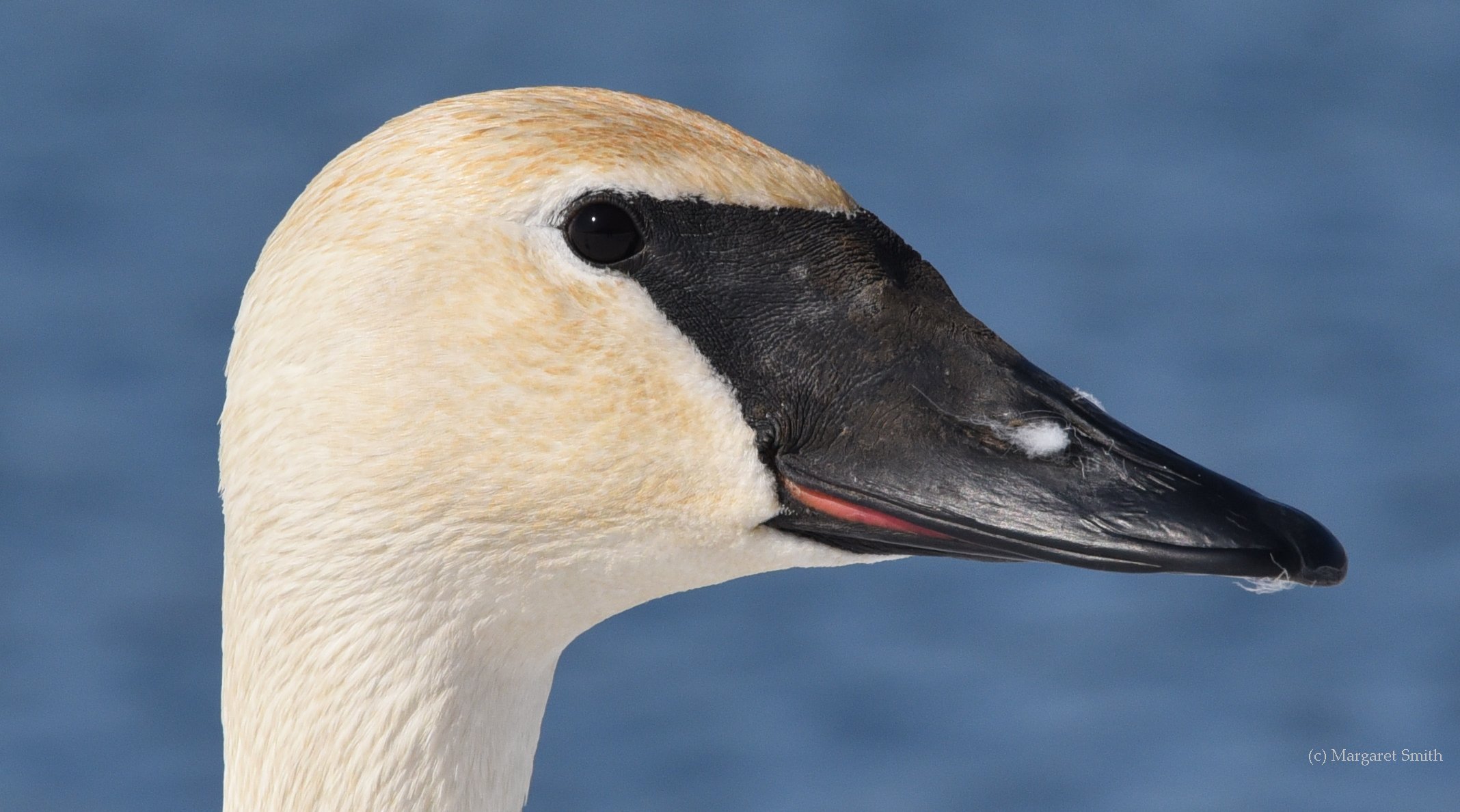Voice Head & Bill Adult Swan ID Trumpeter Swan Society