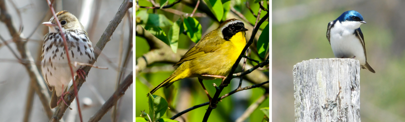 Birding for Beginners