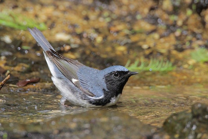 Black-throated Blue Warbler