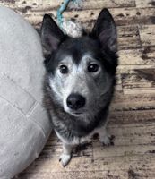 ZZ - Classified Ad - Nubia