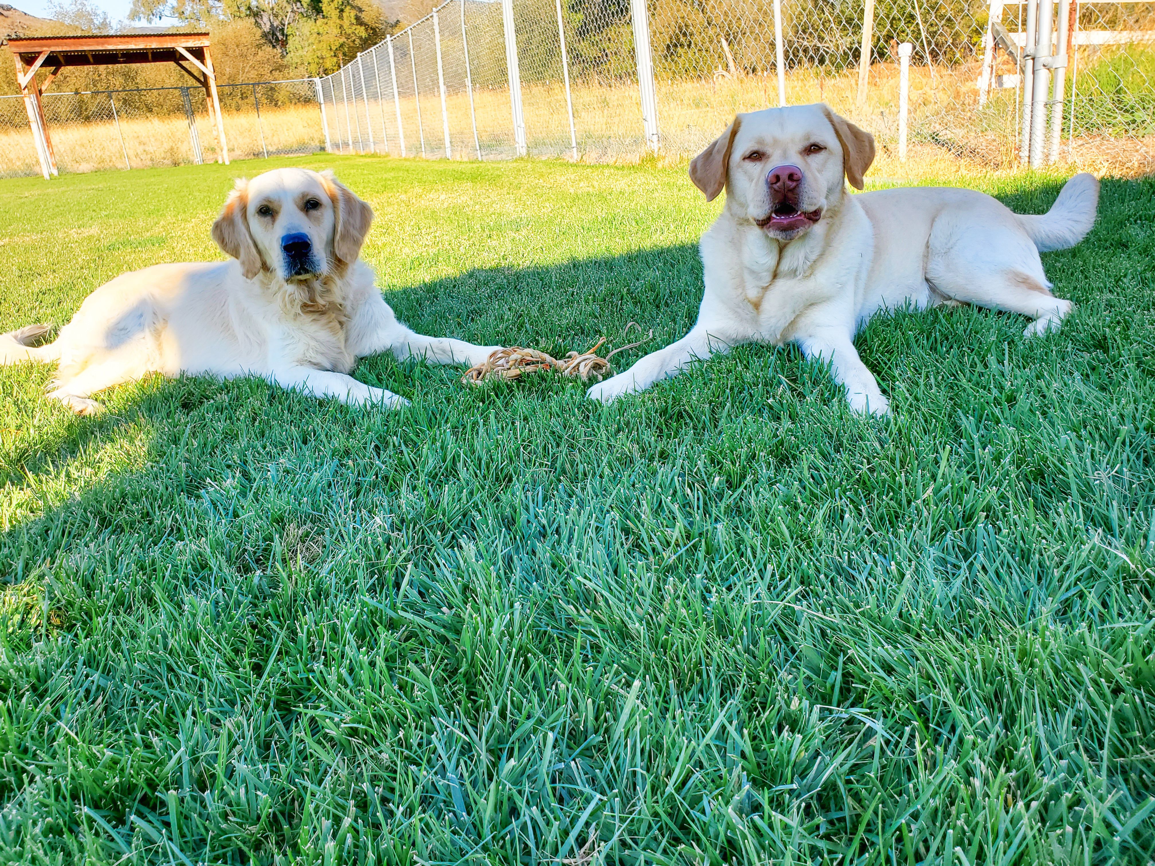 are golden retrievers and labradors the same breed