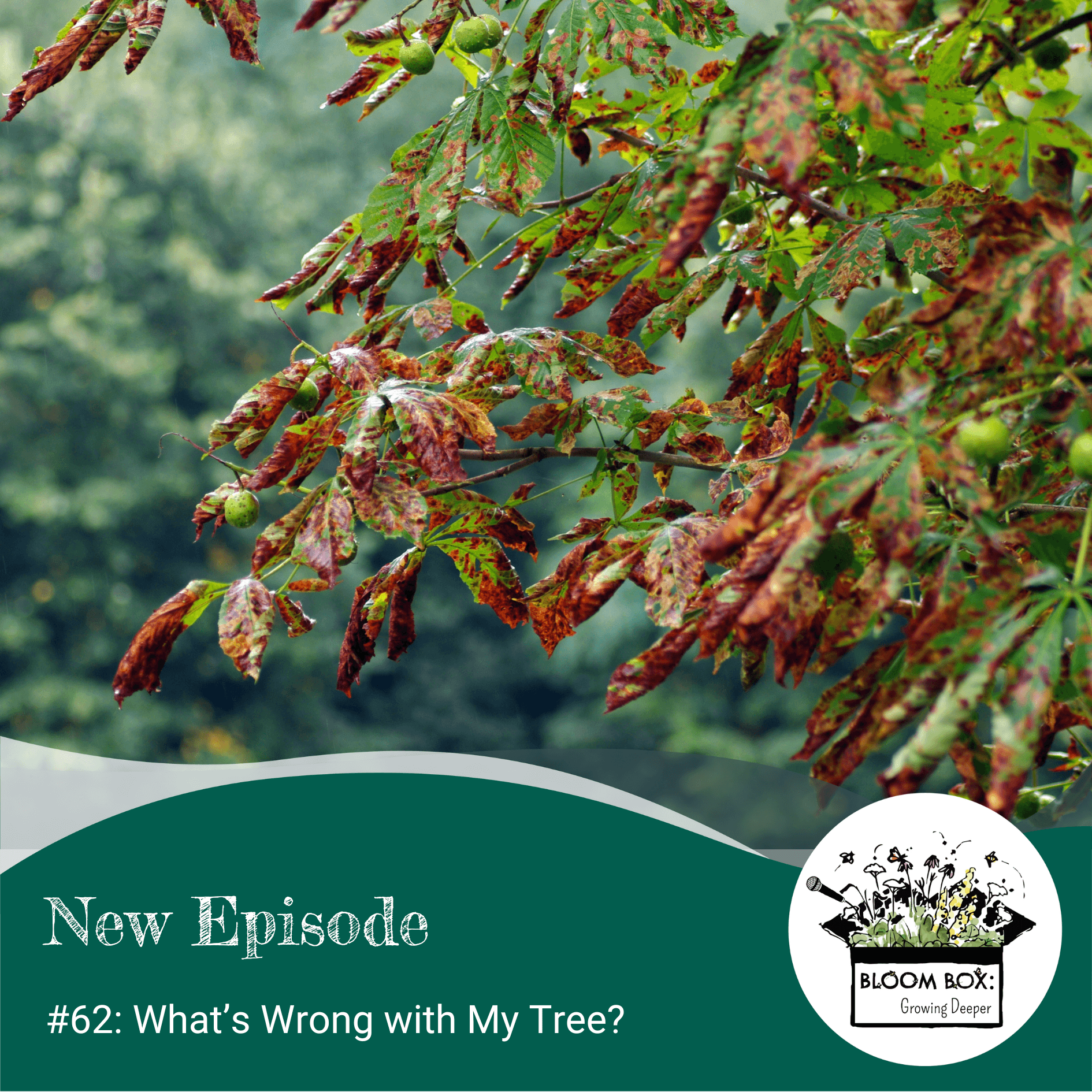 62: What's Wrong with My Tree?