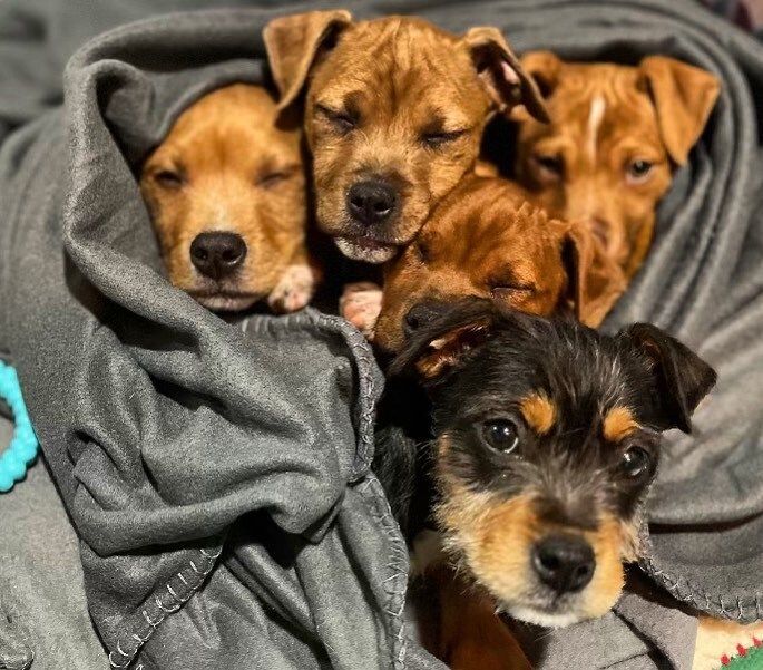 Five Greek Puppies (Update)
