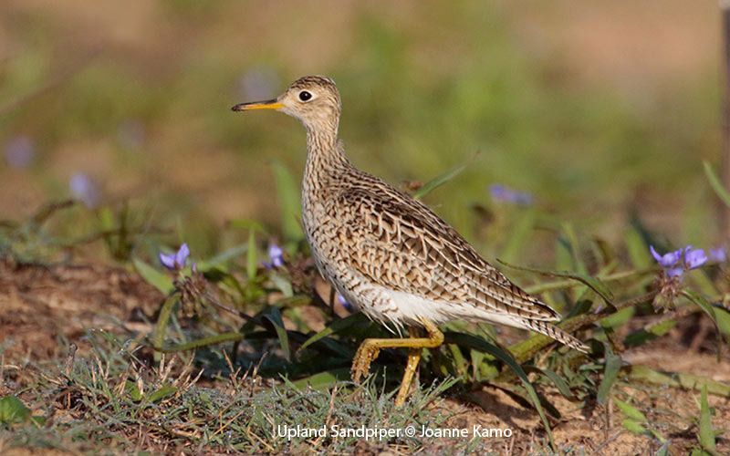 Upland Sandpiper