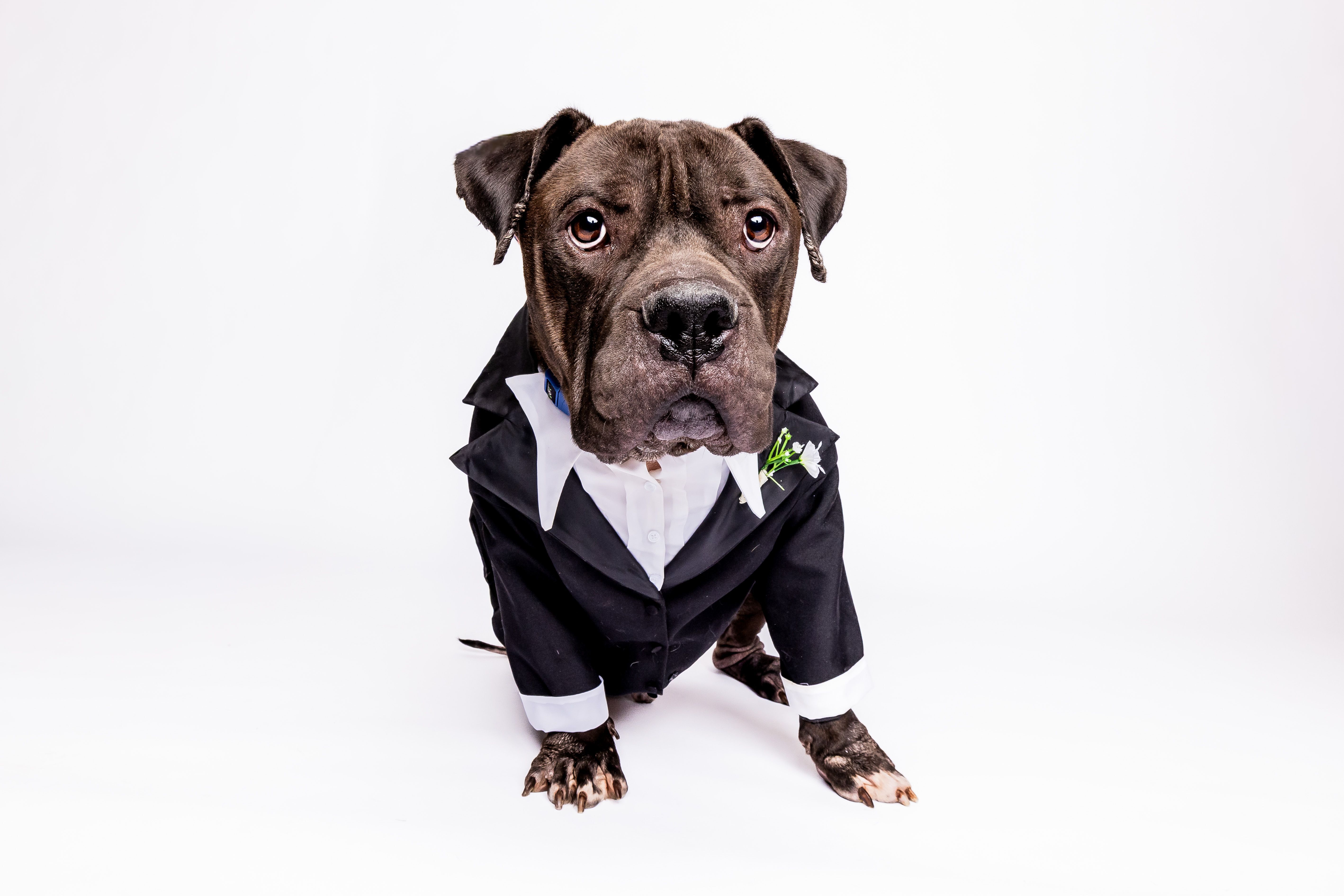 Hospice Adoptions:  Why They Matter