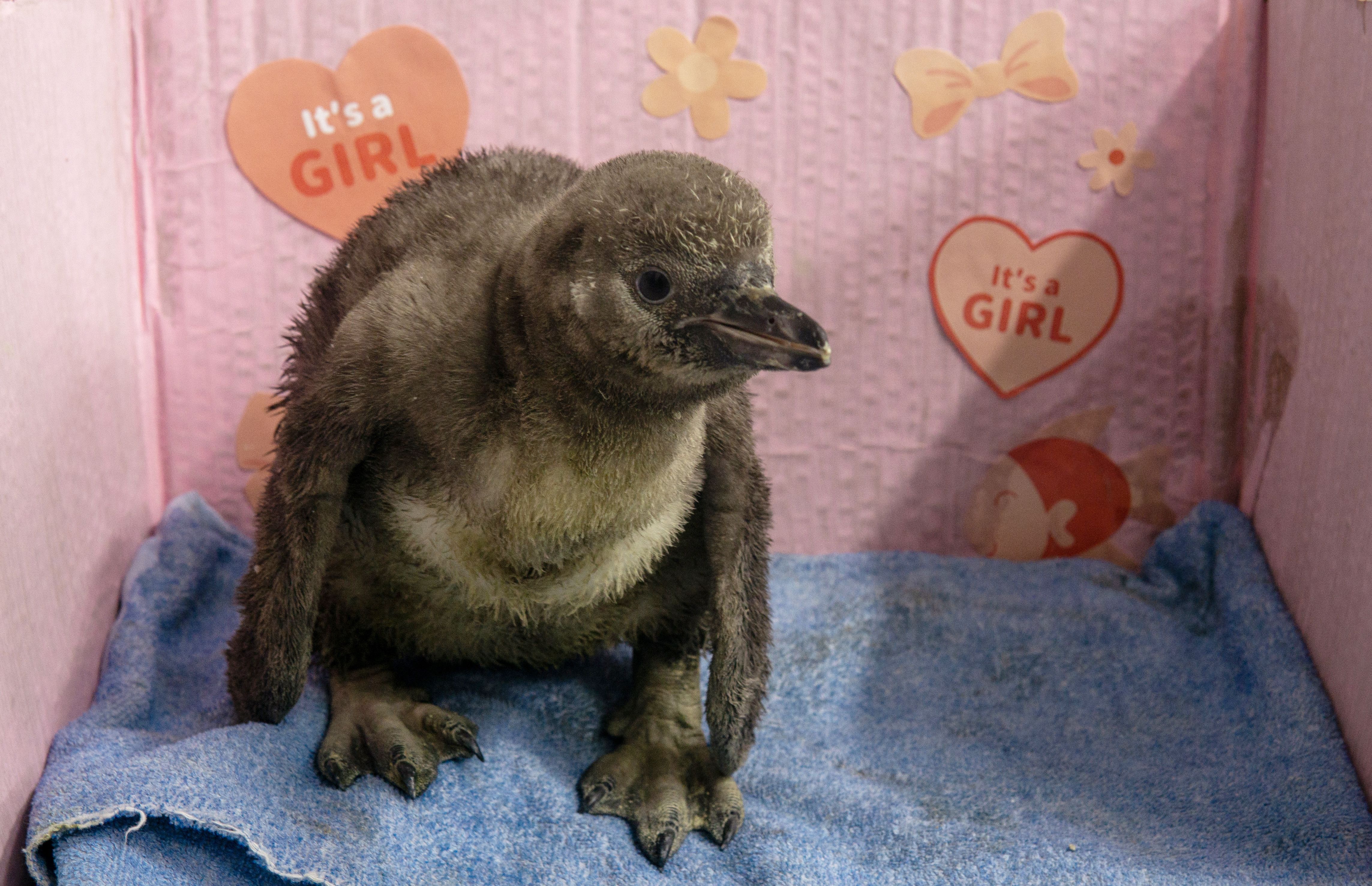 Penguin Chick Name