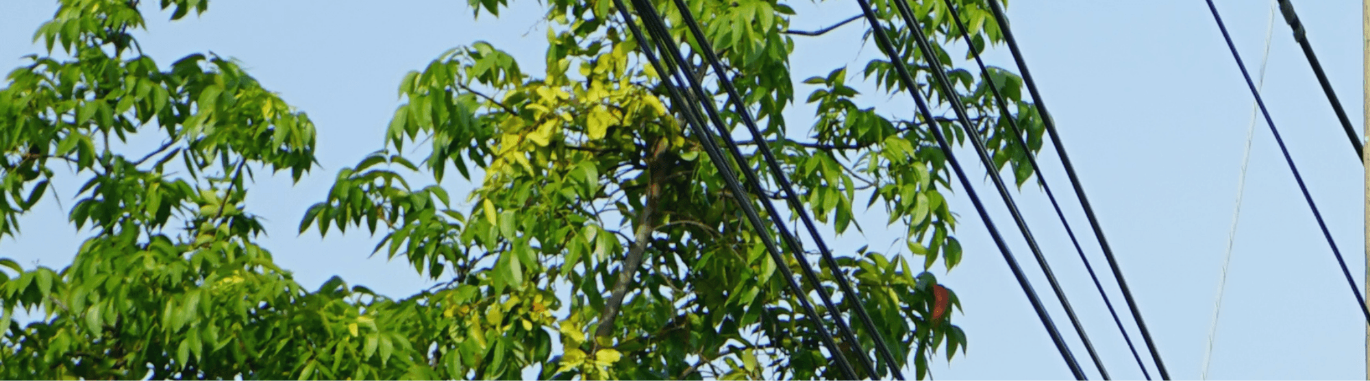 Trees and Utility Safety