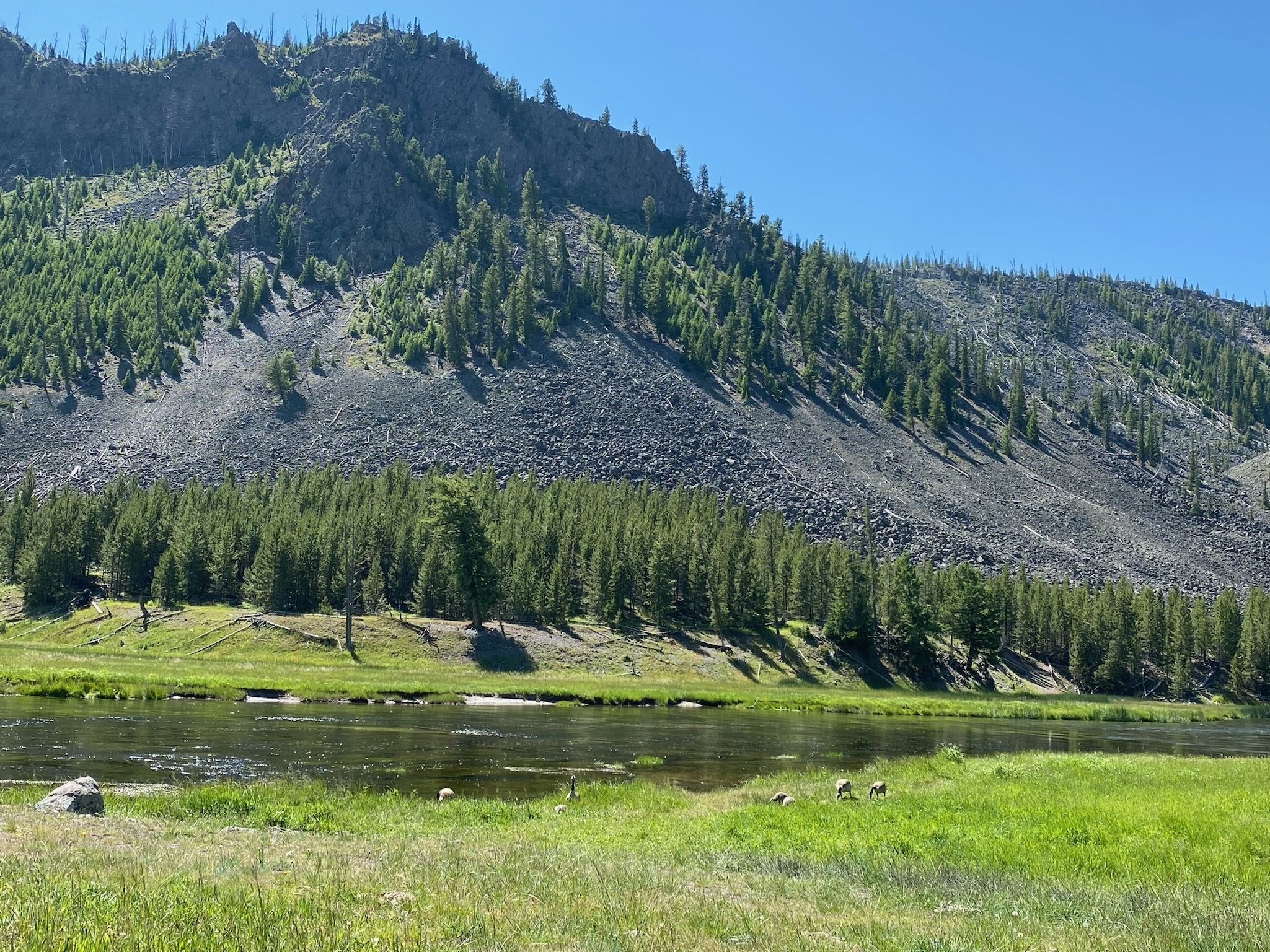 A view of a river surrounded by a grassy meadow and geese.