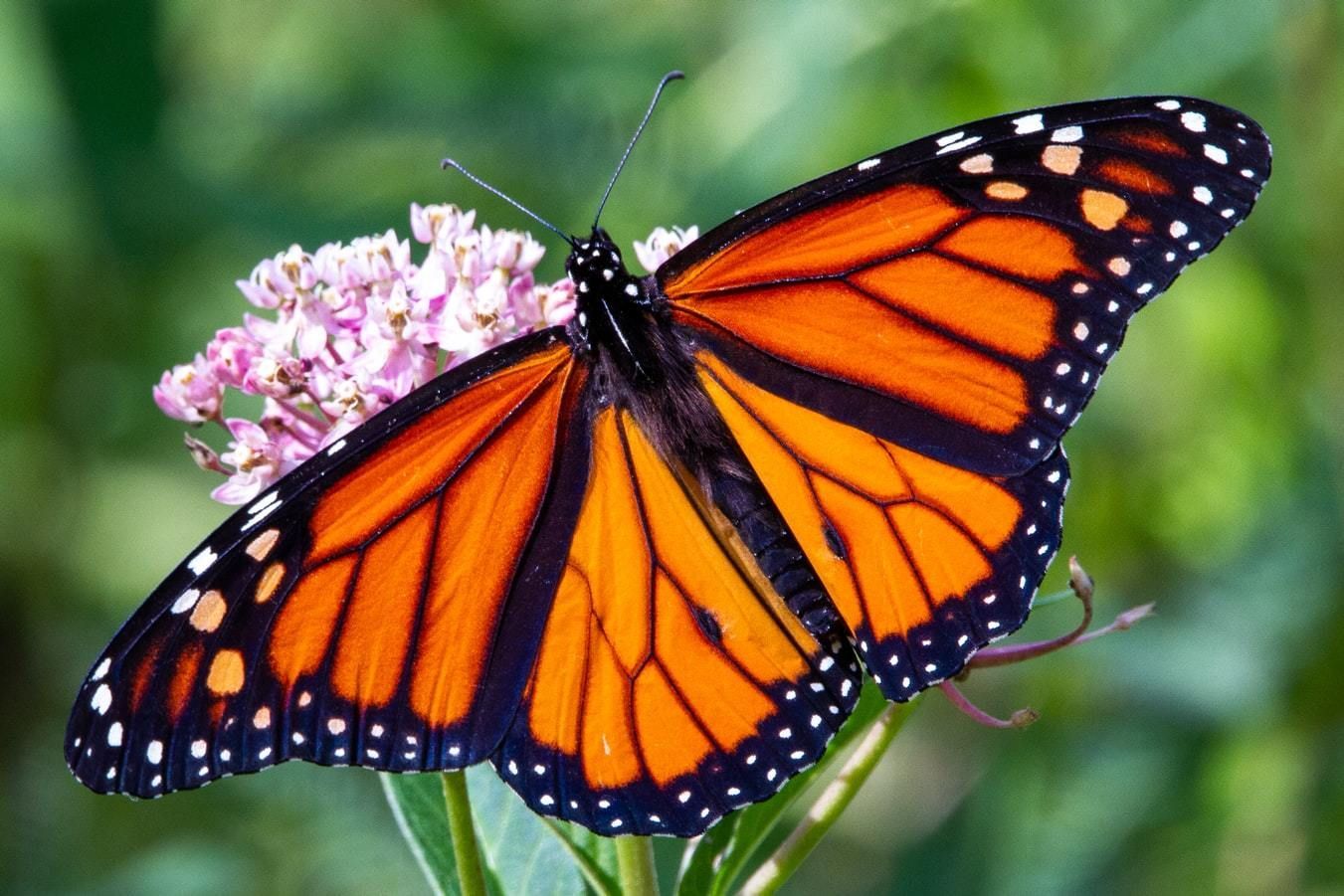The monarch butterfly is dependent on finding milkweed plants throughout its migration to survive.