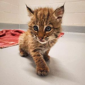 2025 Urgent Needs Wishlist 