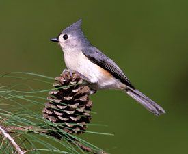 Tufted Titmouse