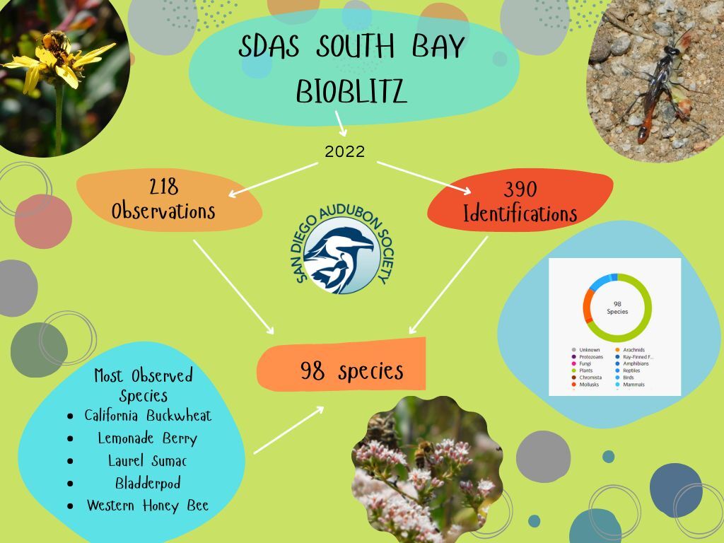 The Results are in: South Bay Bioblitz!