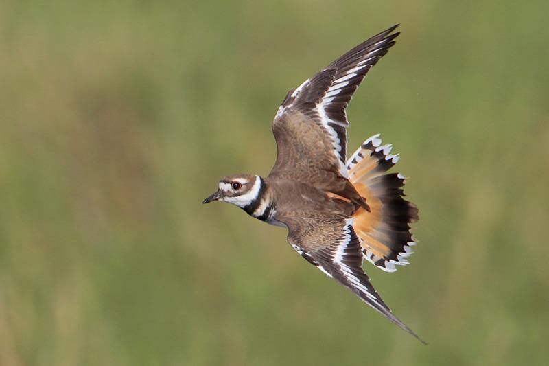 Killdeer | Bird Gallery | Houston Audubon