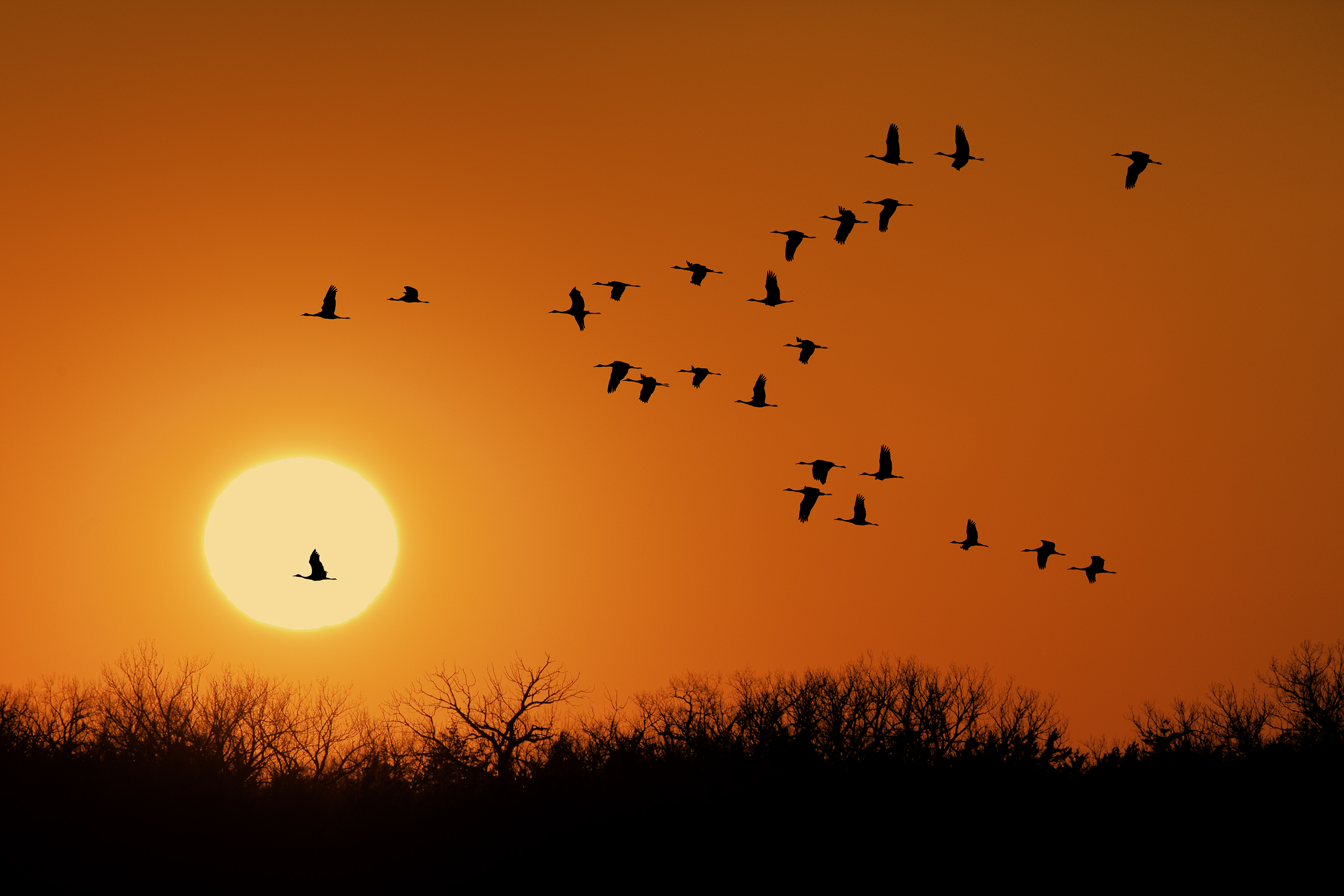 The Migration Welcomes Unique Perspectives
