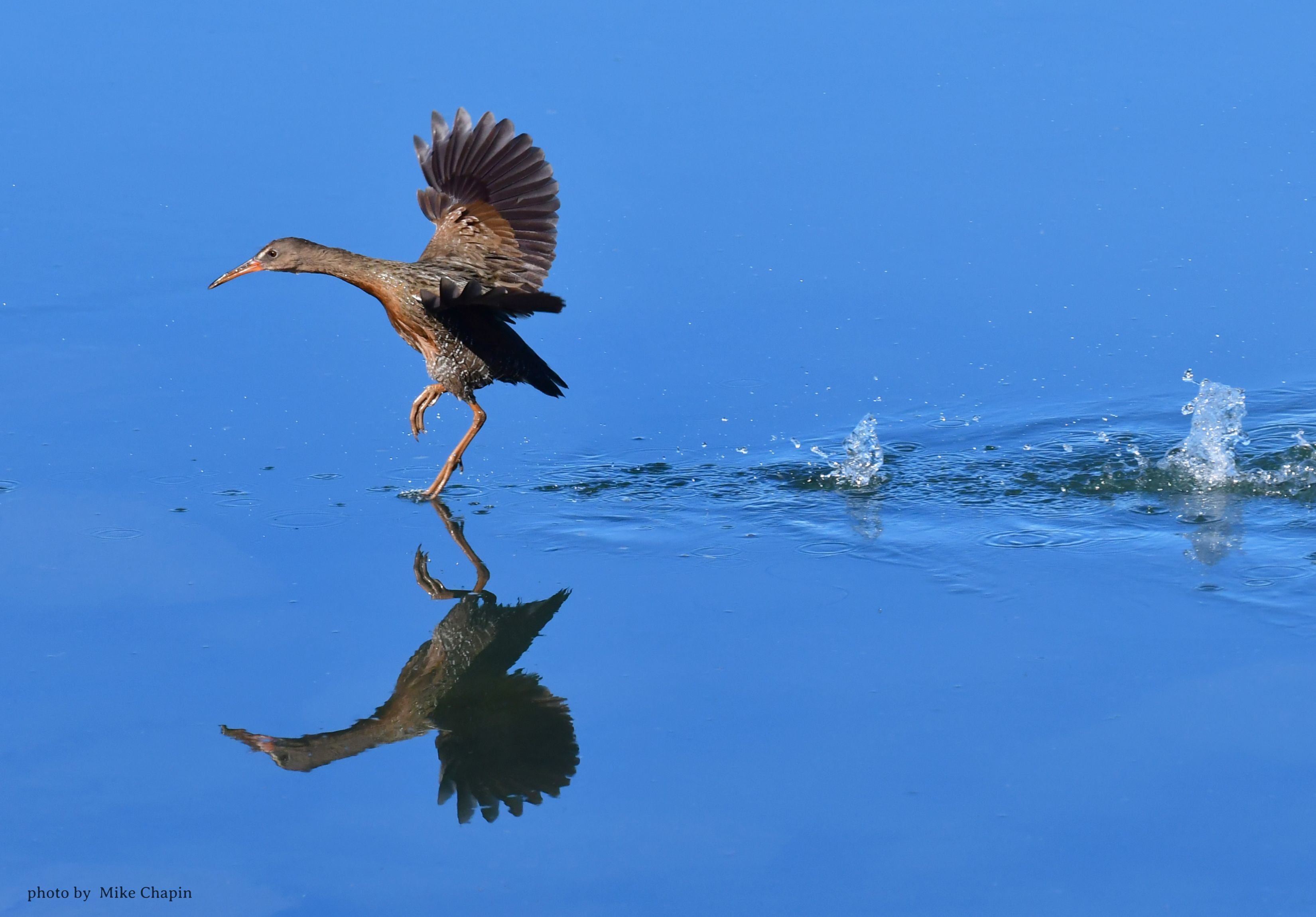 2025 San Diego Bird Festival