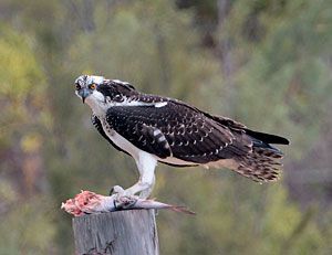 Ospreys, America's fish hawk, an iconic raptor species