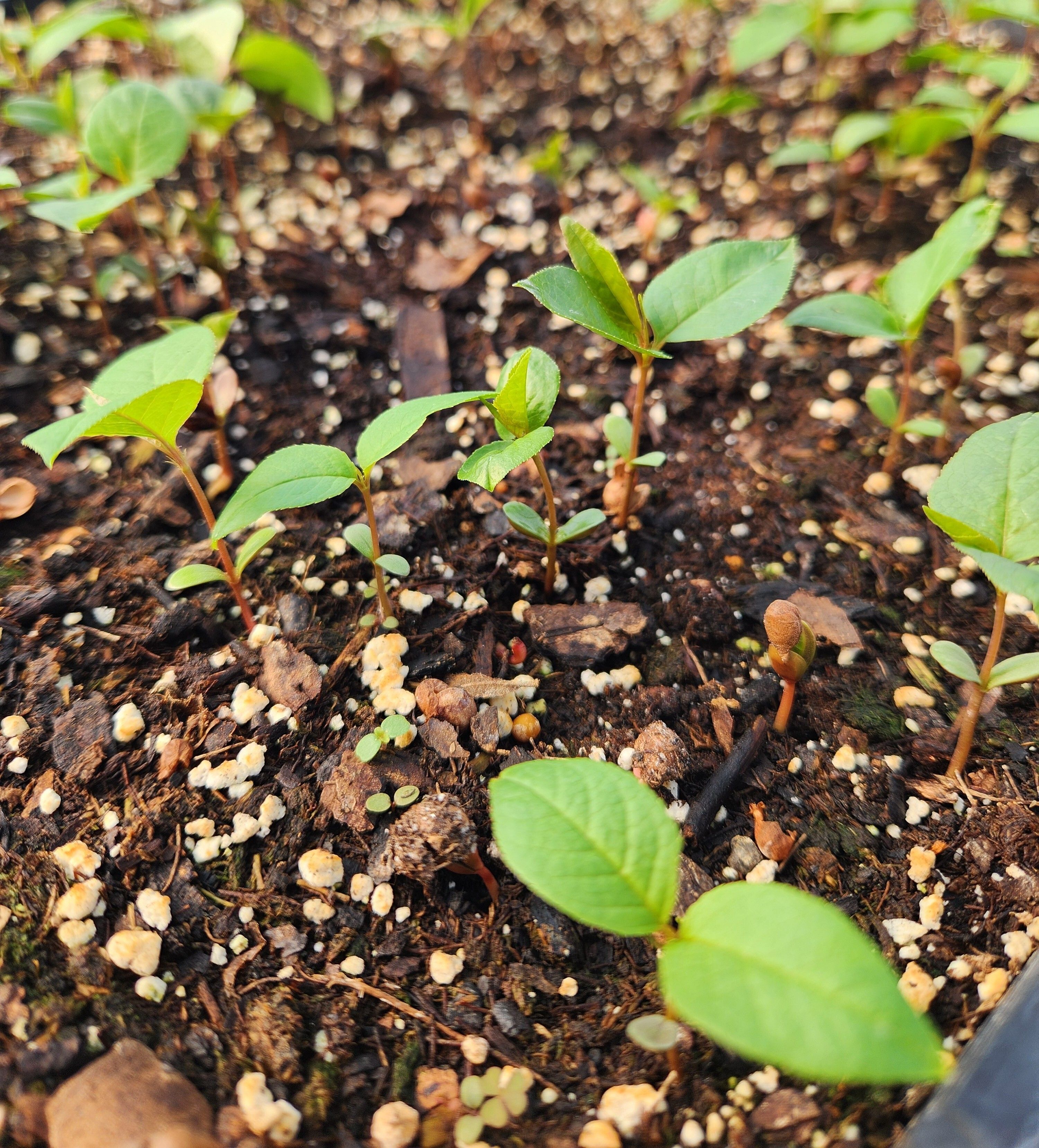 Get a Jump on Spring: Starting Seeds Indoors in Nebraska