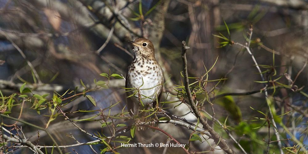 Hermit Thrush