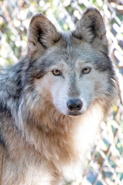 M1019 Wild Bill Mexican Gray Wolf Southwest Wildlife Scottsdale Arizona Photo by Carol A. Urban