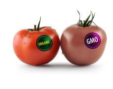 Environment: Should our democracy permit the cultivation of genetically modified foods? (FREE) (ENGLISH)