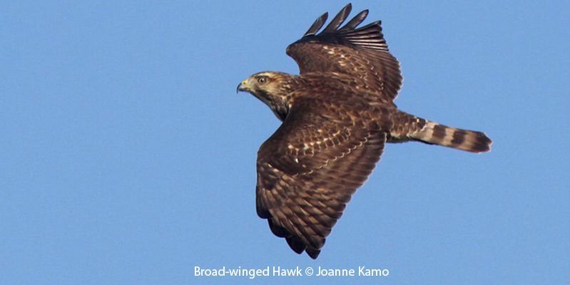 Broad-winged Hawk