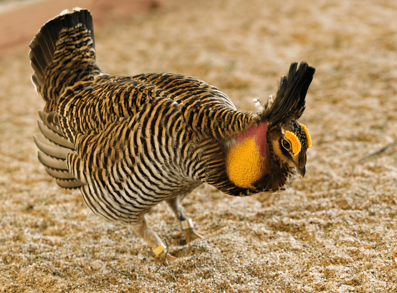 Attwater's Prairie-Chicken