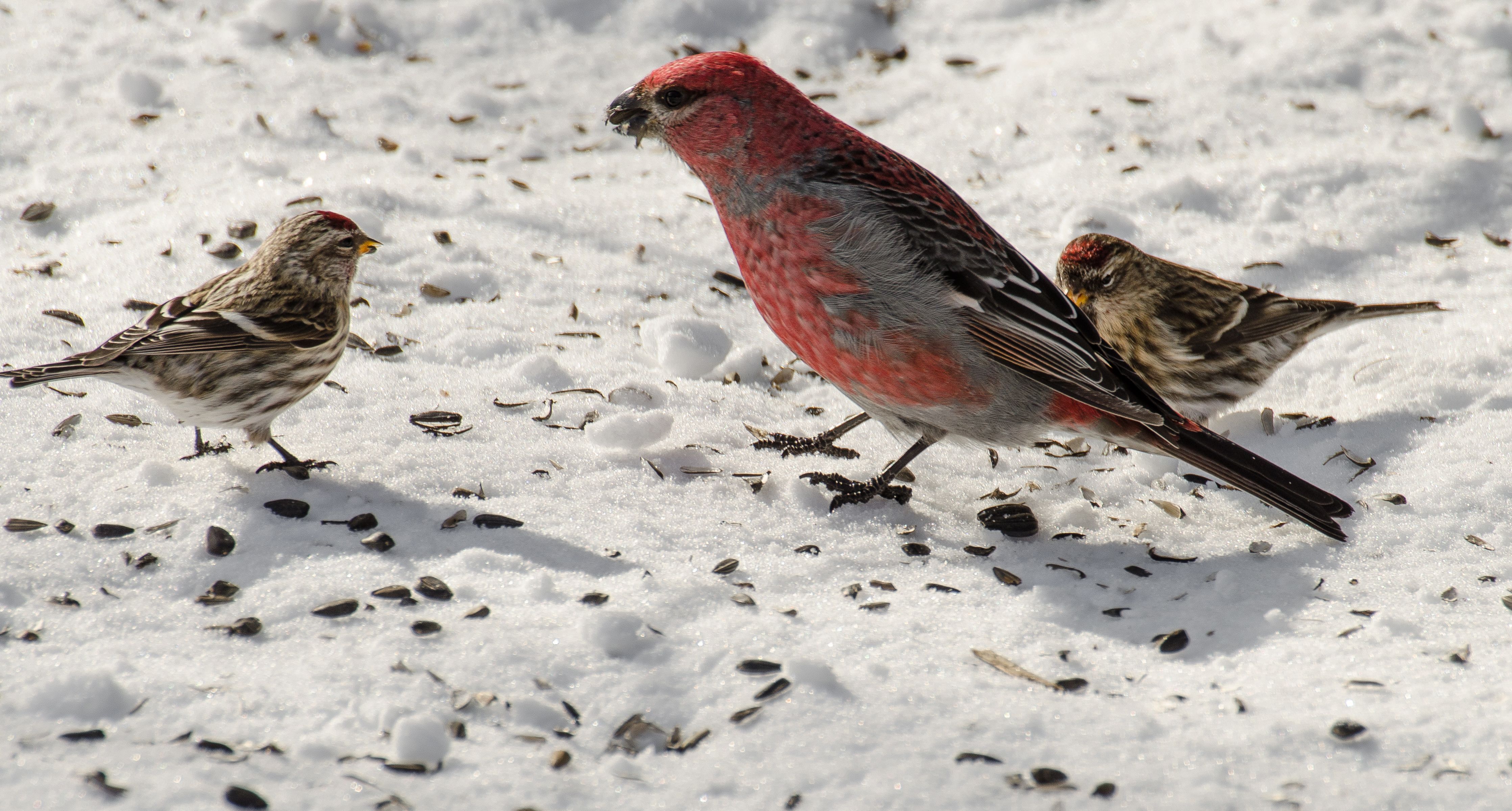 Christmas Bird Count