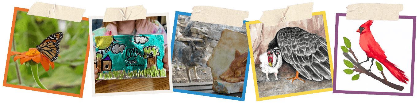 Montage of wildlife photos and artwork by students