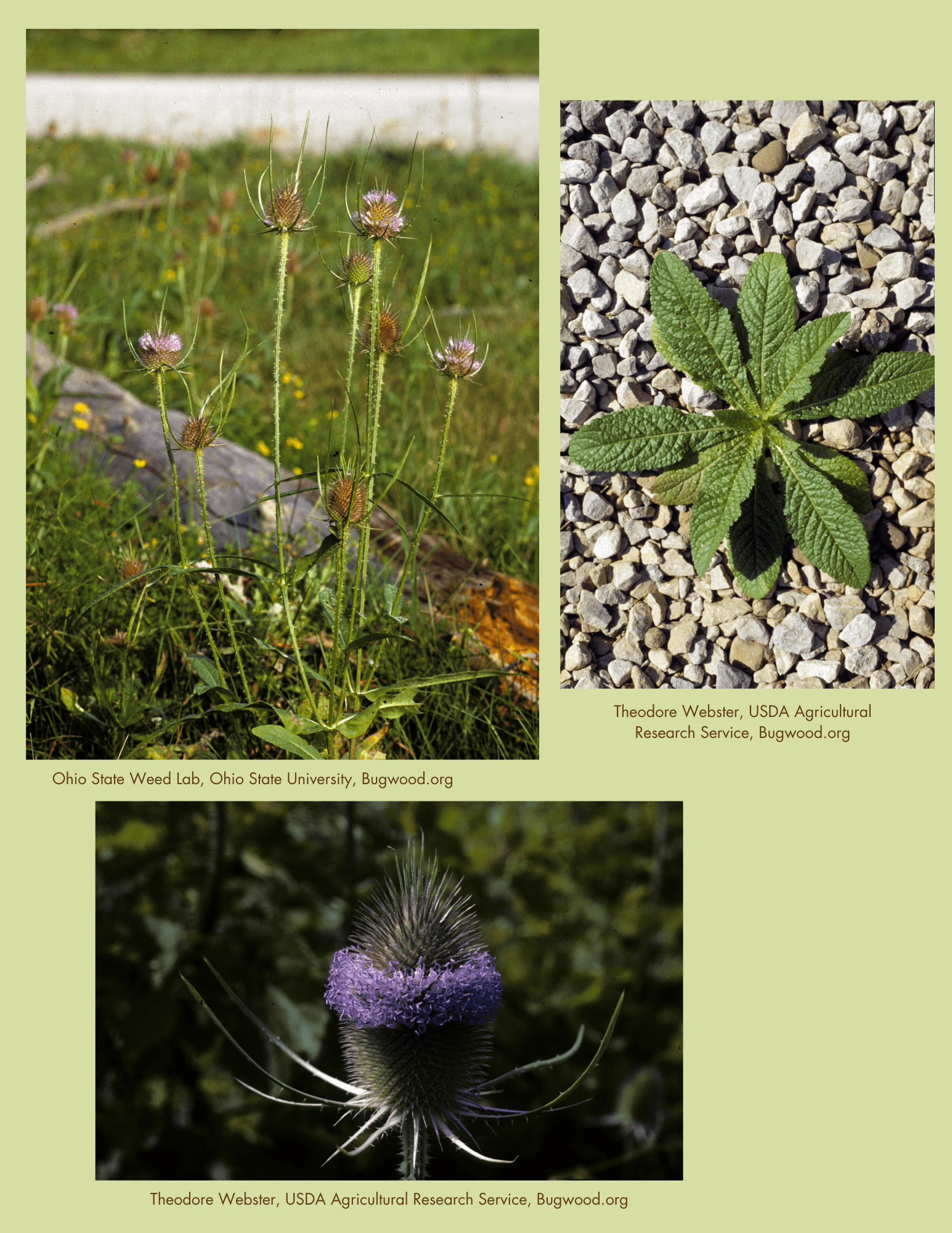 Teasel