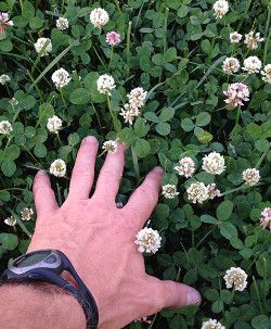 The Seed: Rethink the Lawn