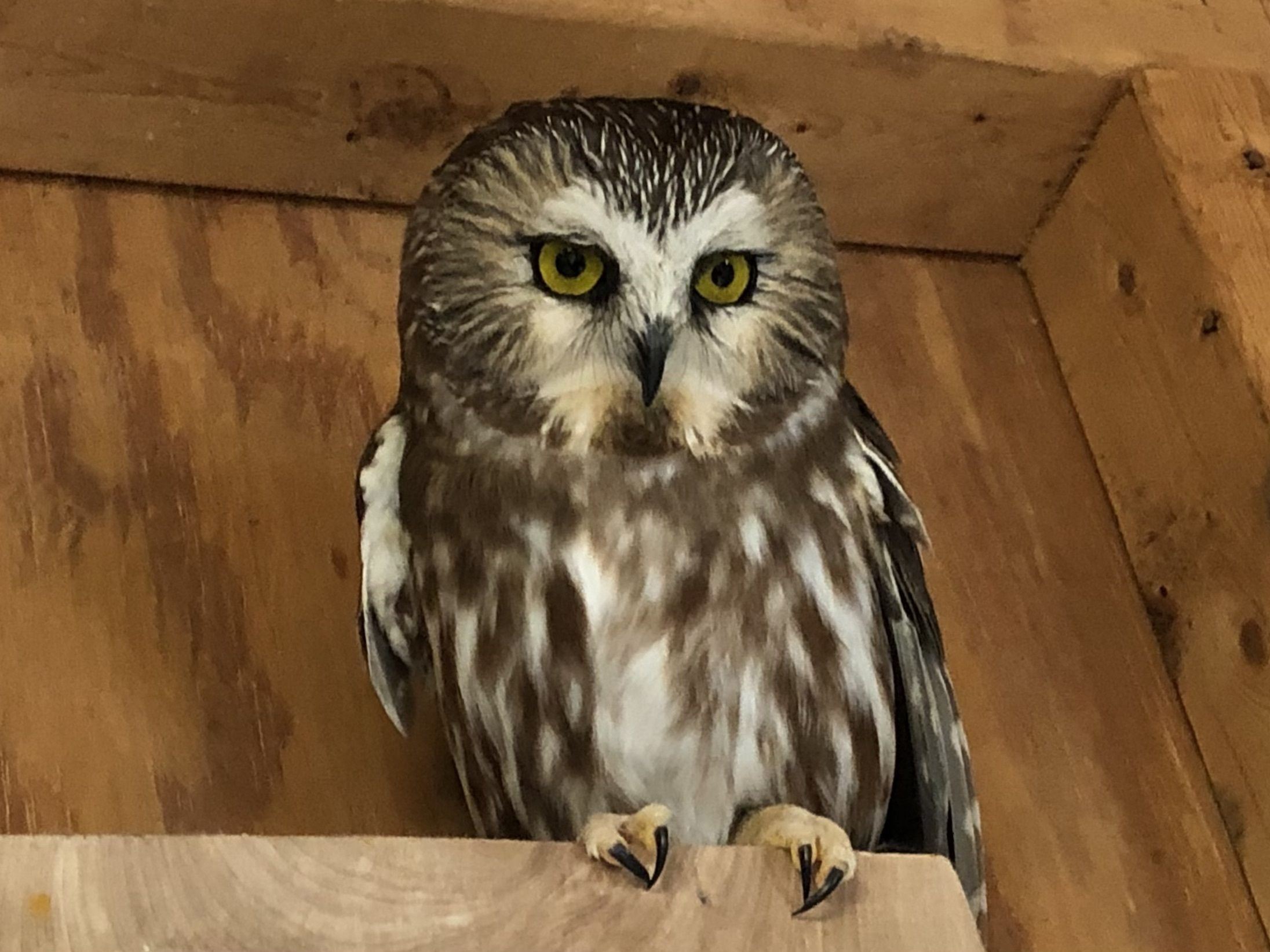 Cute Saw-Whet Owl