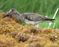 Eastern Willet