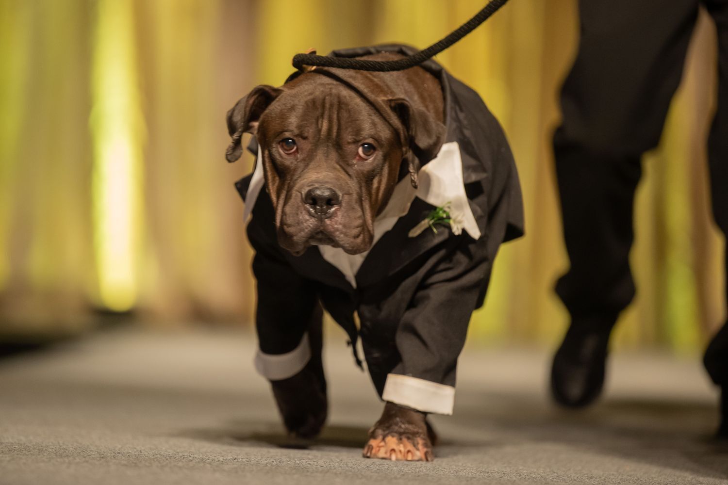 Dog wearing a tuxedo
