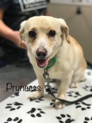 PYRNCESS
