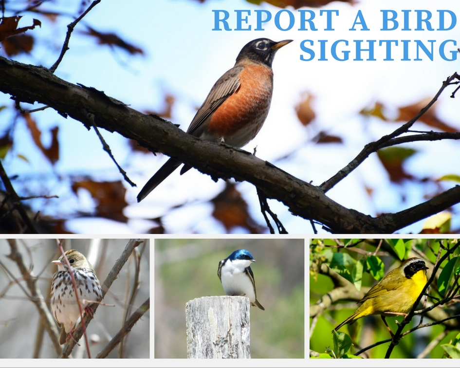 Report a Bird Sighting to Audubon