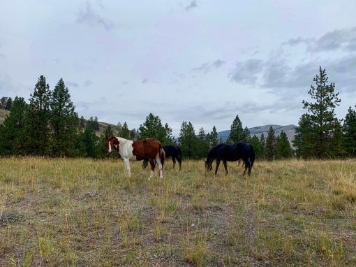 Feral Horse Island