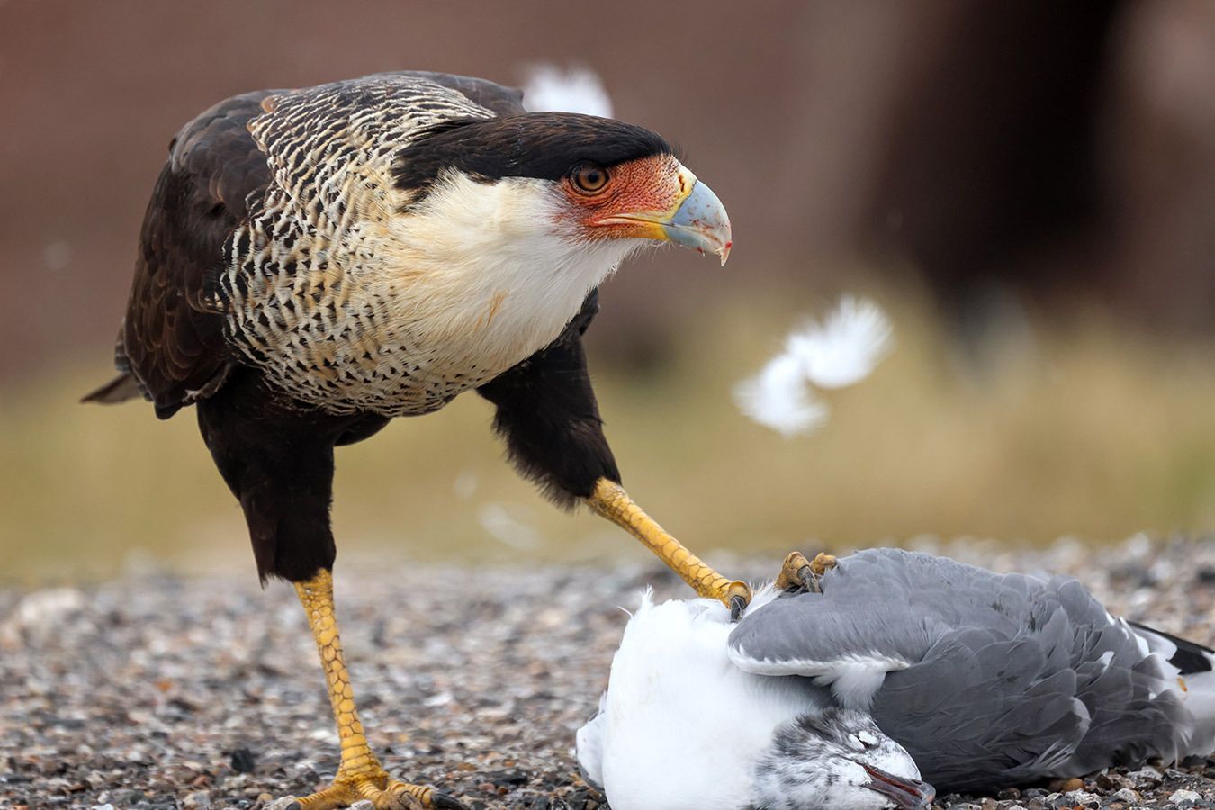 Caracara with Breakfast - Alex LeBuffe