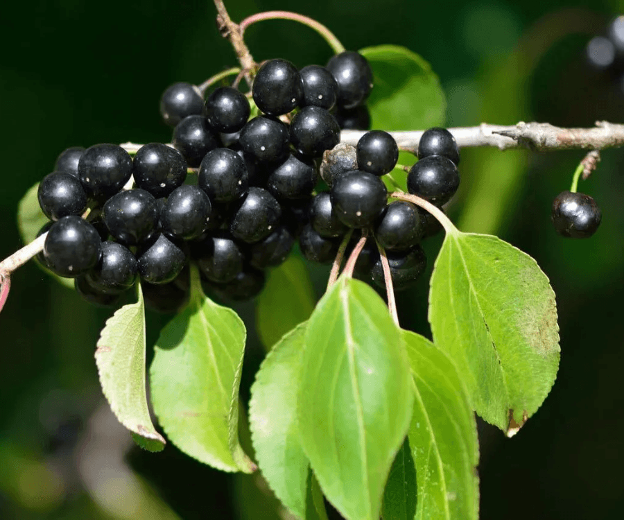 Common Buckthorn