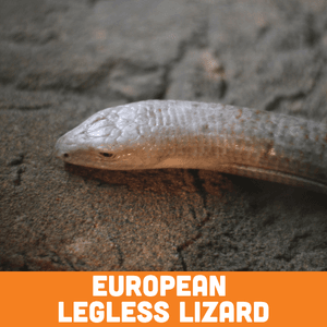 European Legless Lizard