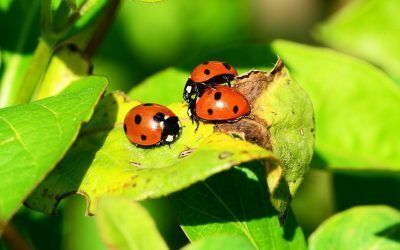 Amazing Pollinators in the Garden