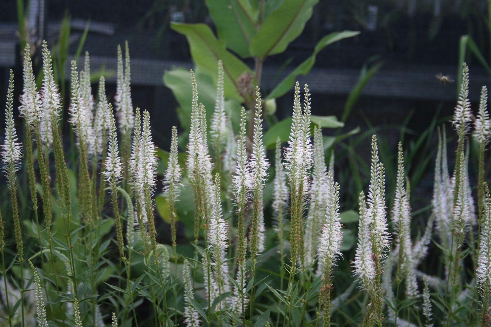 Spikey white blossoms of Culver's Root amid green foliage. 