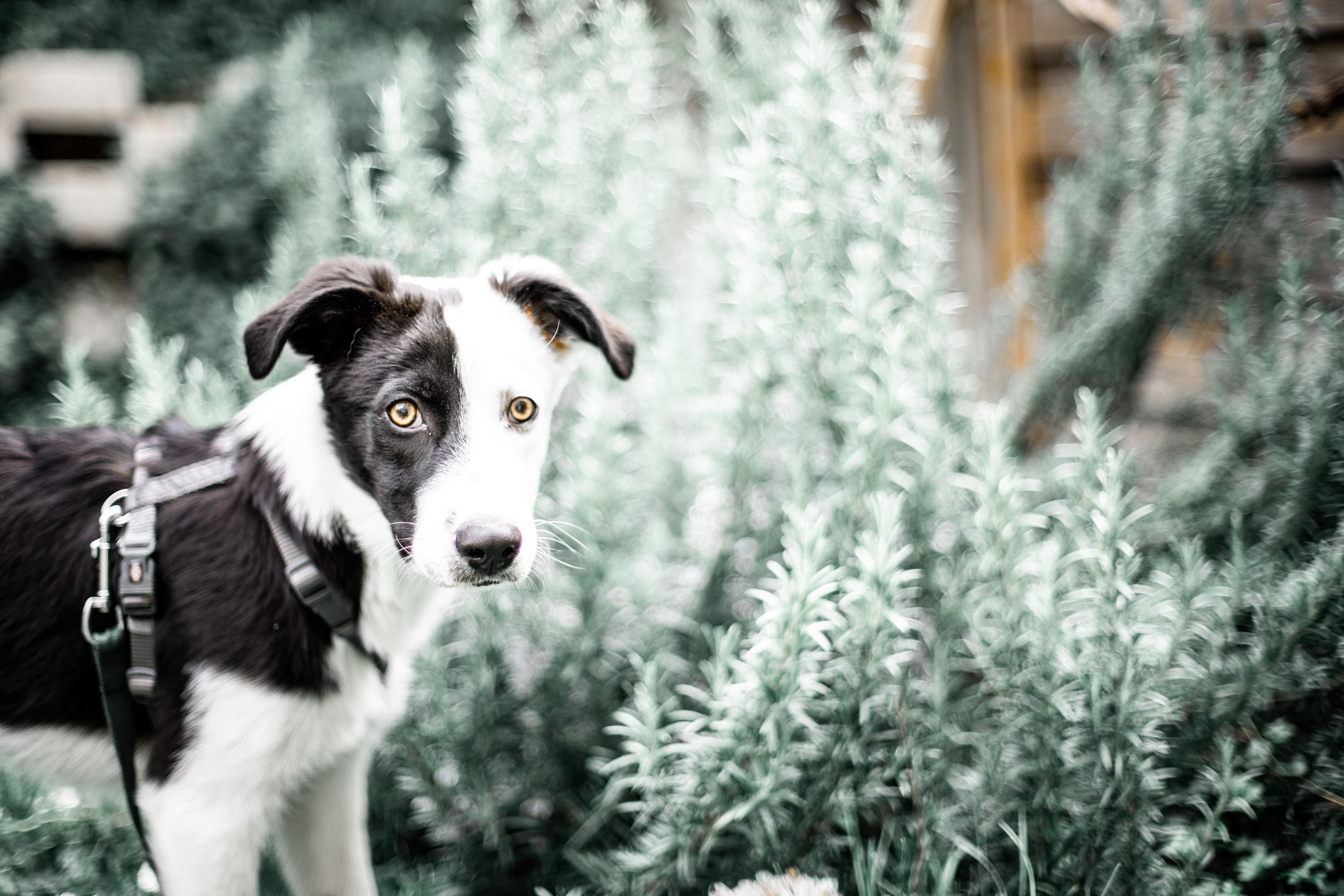 6 Tips to Introduce a New Dog to the Household